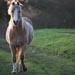 ponies